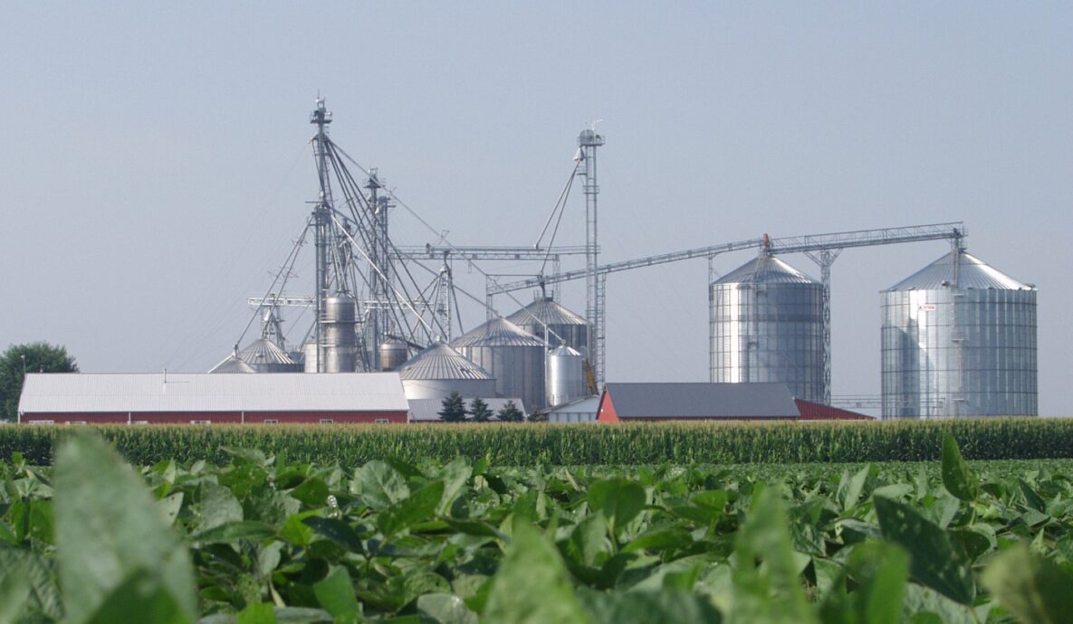A lush green soybean field with a pig farm and large silver grain bins in the background under a clear sky.