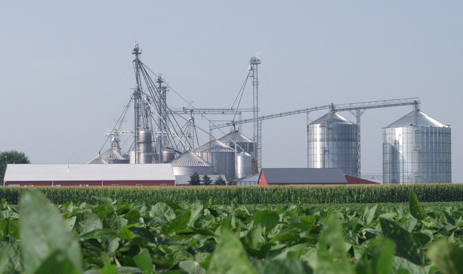 A lush green soybean field with a pig farm and large silver grain bins in the background under a clear sky.