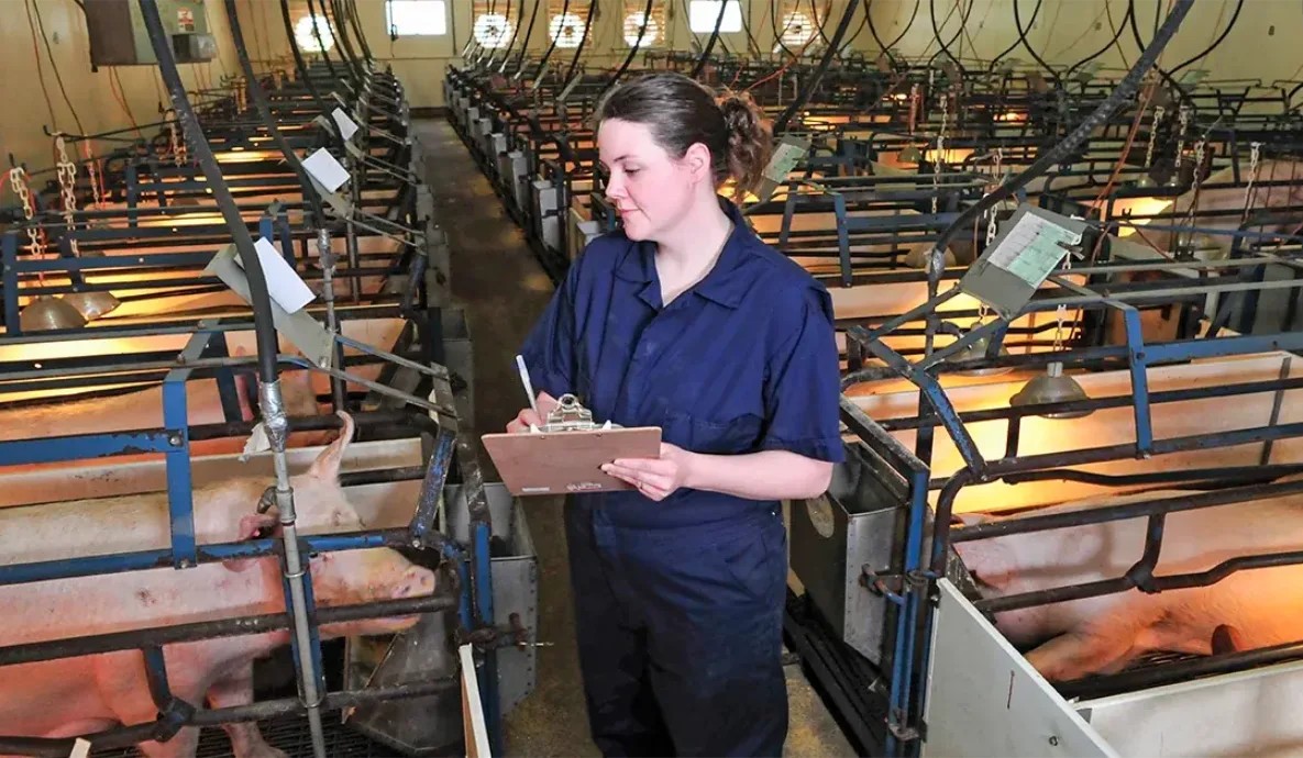 Swine facility employee records observations on a clipboard while walking through rows of sows in individual stalls during an on-farm audit.